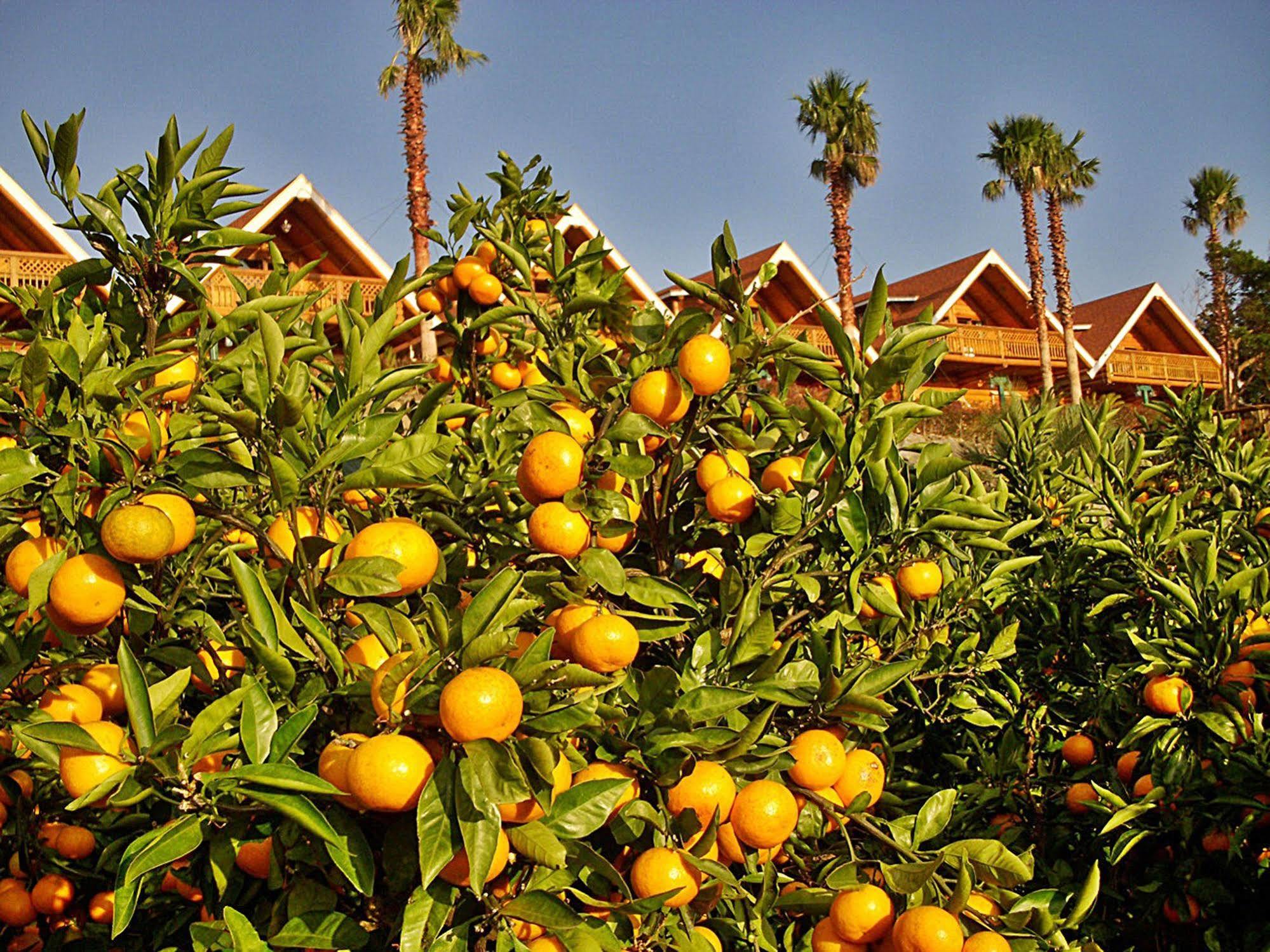 Jungmun Log Pension & Resort ซอกวีโพ ภายนอก รูปภาพ